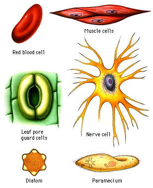 why are plant cells rectangular and animal cells round